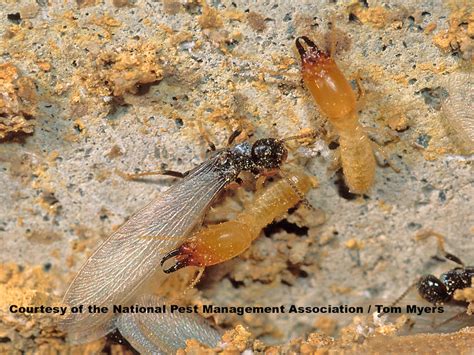 underground termites humidity